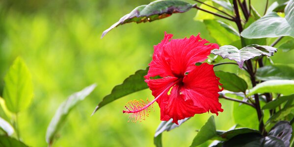 Blossom bloom leaves