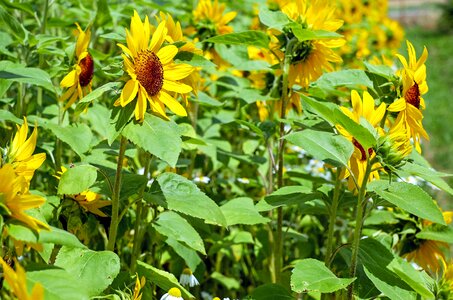 Yellow sunflower field summer
