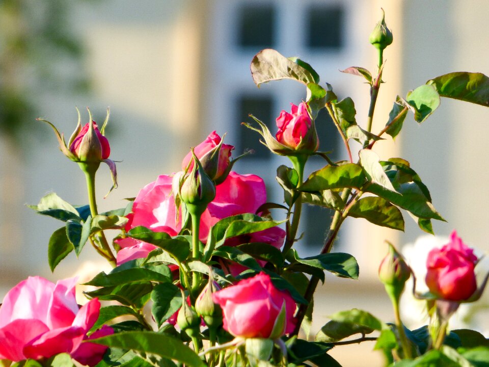 Pink roses rose blooms petals