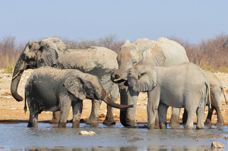Namibia pachyderm etosha