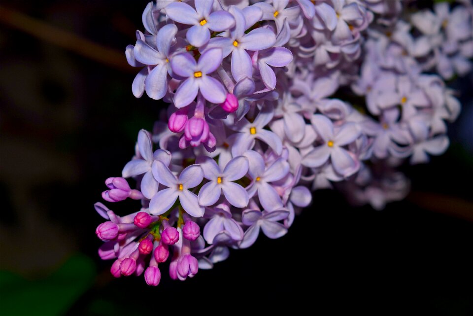 Purple floral bloom