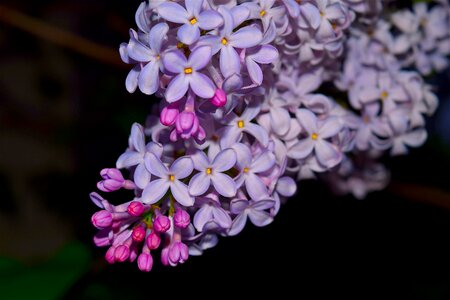 Purple floral bloom