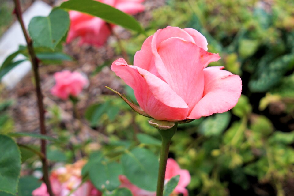 Bloom pink nature