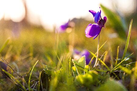 Purple nature bloom