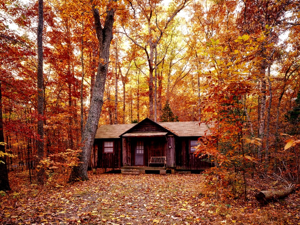 Forest trees woods photo