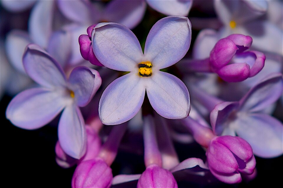 Purple floral bloom