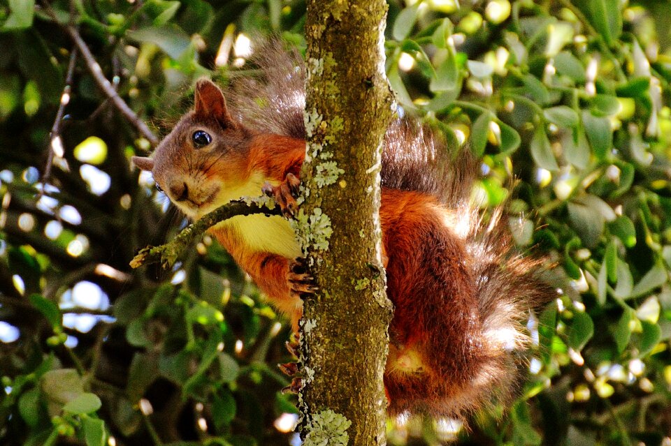Nature rodent garden