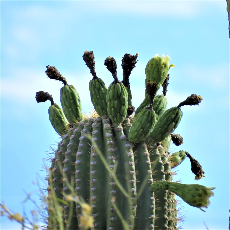 Desert blooms blue desert