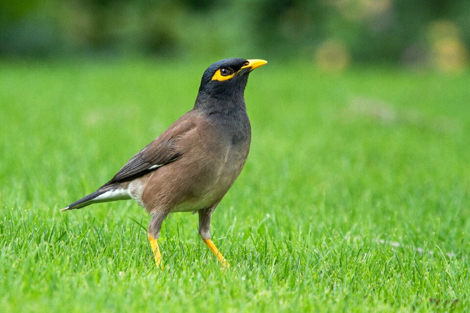 Indian myna sturnidae starlings
