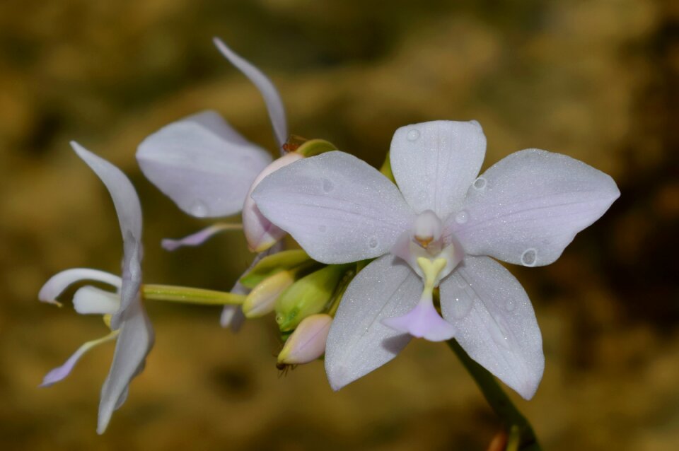White blossom plant
