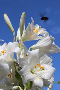 Sky insect flower