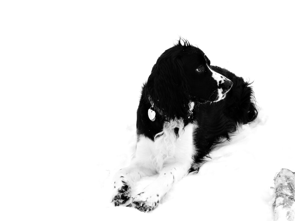 Snow dog springer