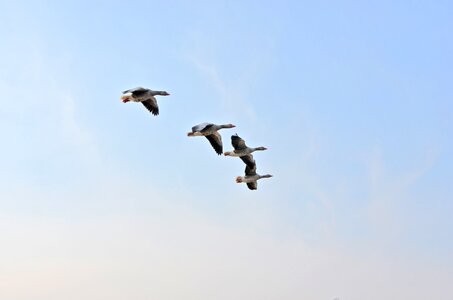 Flock of birds sky flying photo