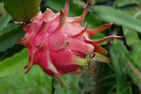 Fruit cactaceae red