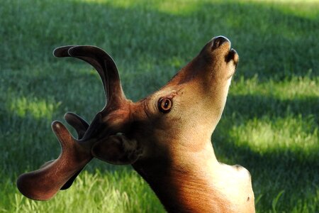 Scheu forest animal wild