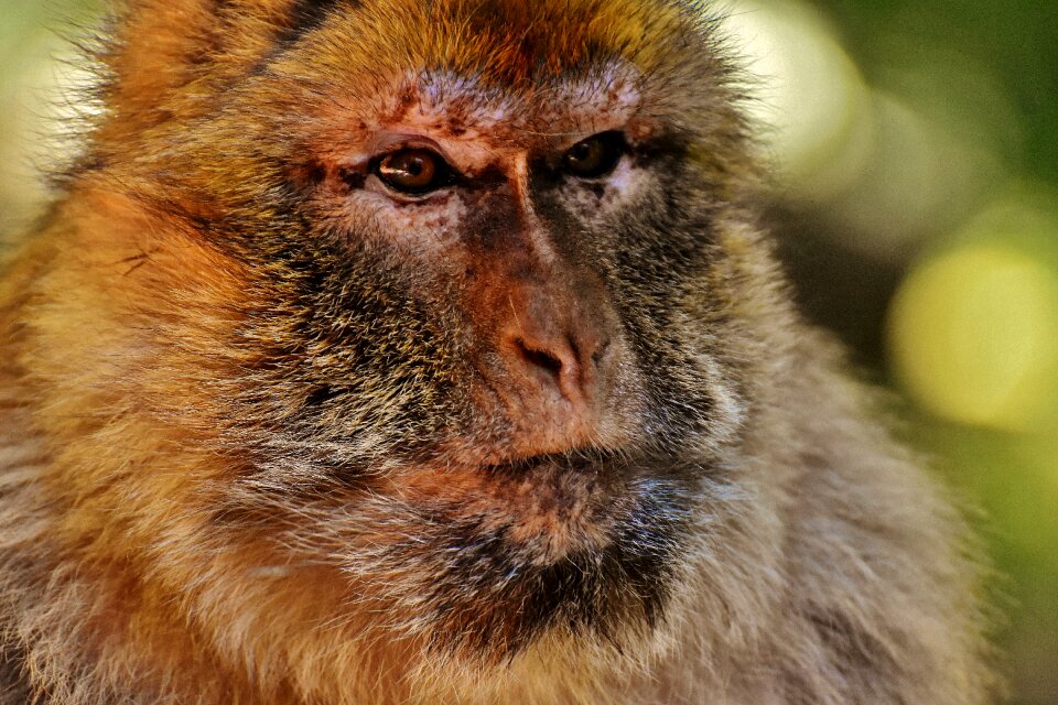 Animal wild animal zoo
