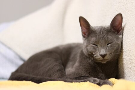 Kitten soft gray