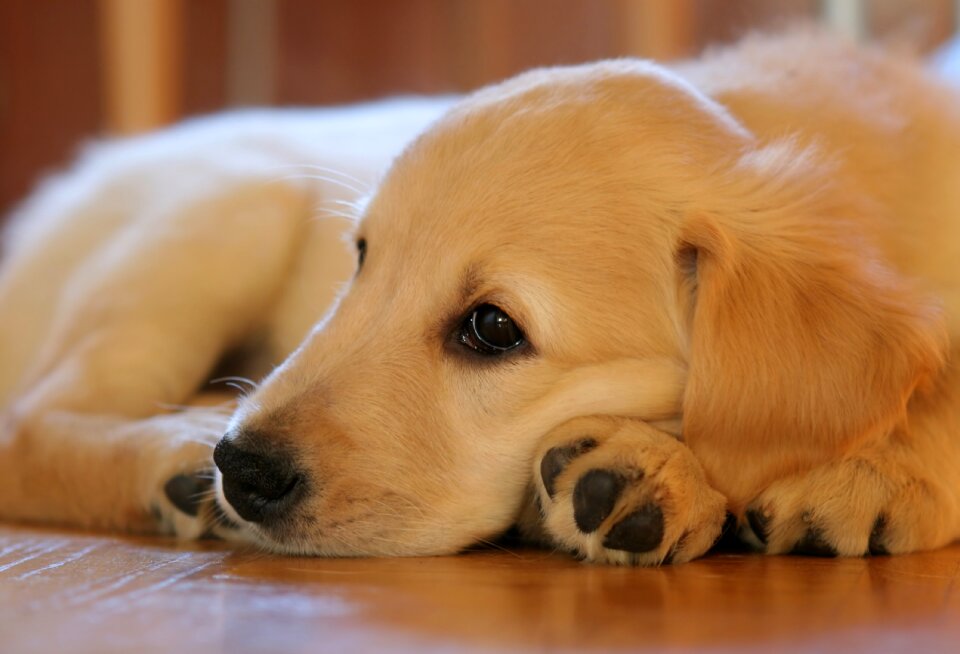 Pet lying purebred dog