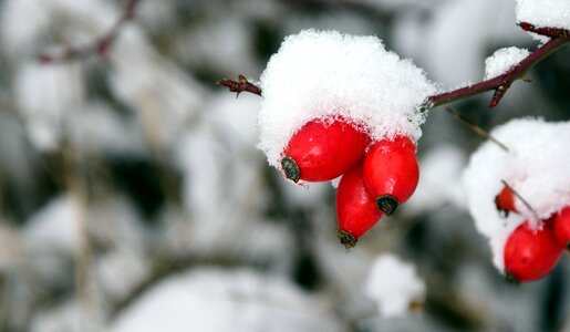 Ice snow frost photo