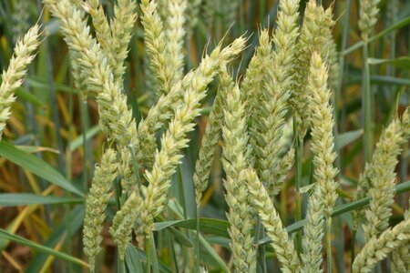 Agriculture field produce