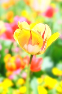 Nature blossom bloom