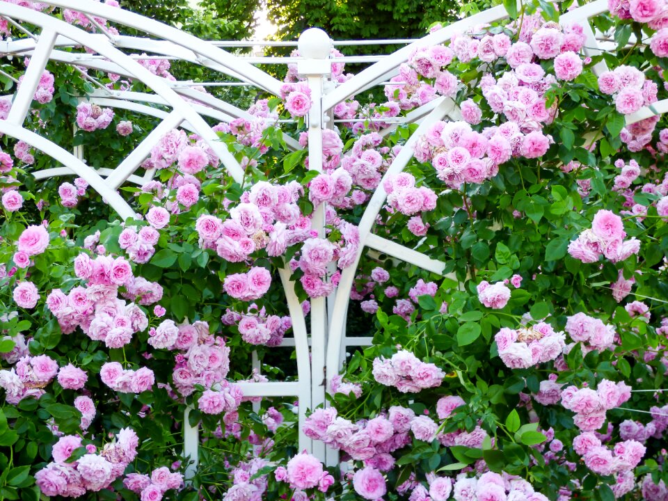 Pink roses rose blooms petals