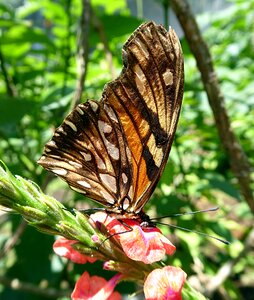 Costa rica flower animal