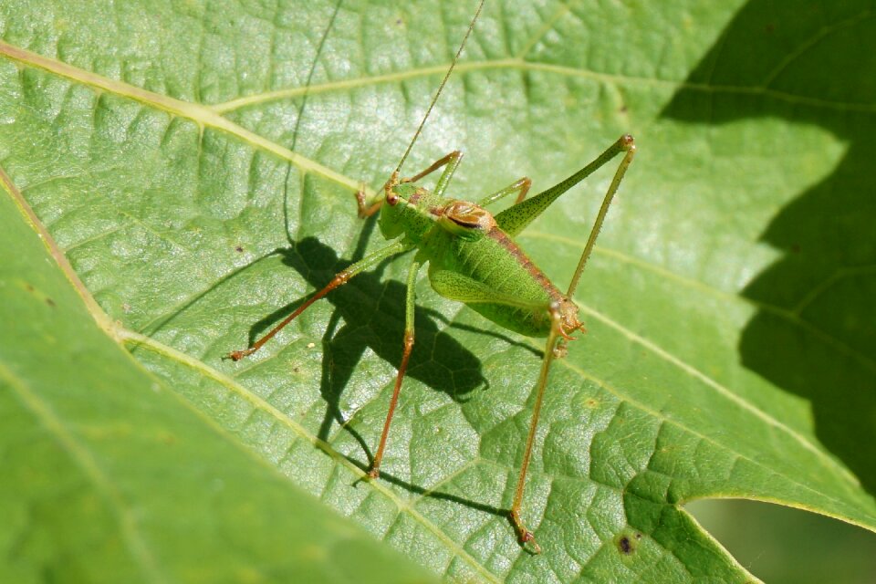 Animal insect close up photo