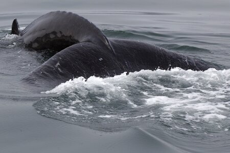 Whale wildlife arctic photo