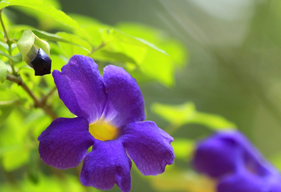 Garden petals park