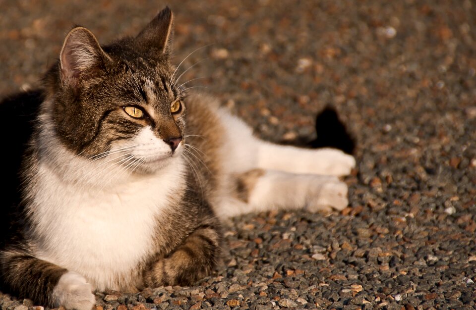 Domestic cat mackerel animals