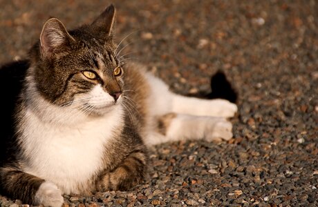 Domestic cat mackerel animals photo