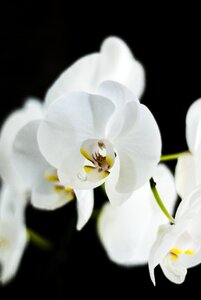 Flower brunches white