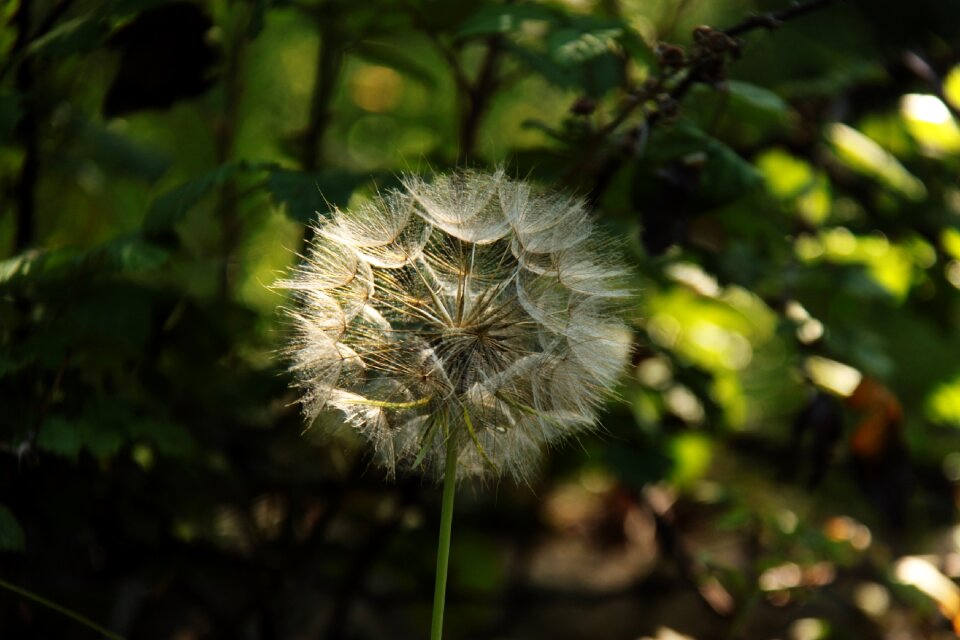 Spring green botany