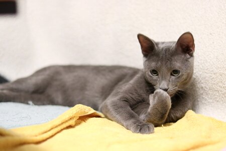 Kitten soft gray photo