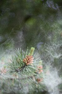 Evergreen pinus sylvestris