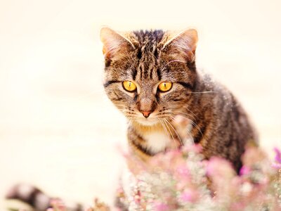 Pet animal portrait out