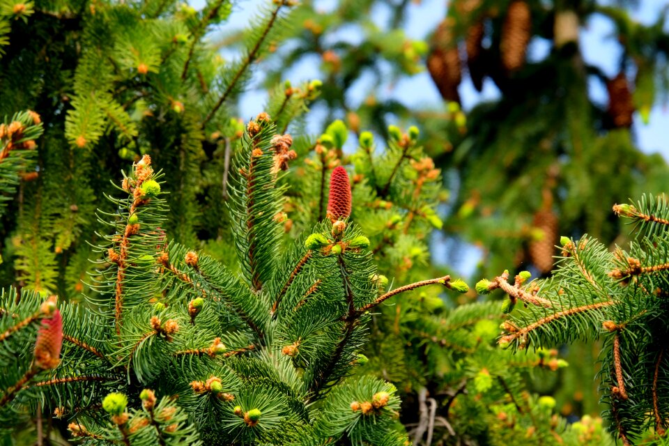 Fir needle fir green green photo