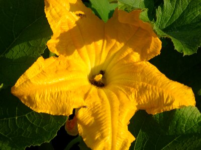 Zucchini vegetable garden bees photo