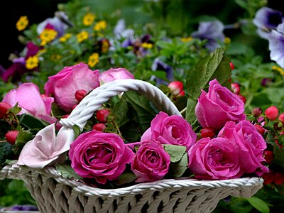 Flower bowl colorful beautiful