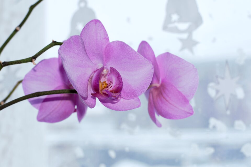 Beautiful flower flora bloom