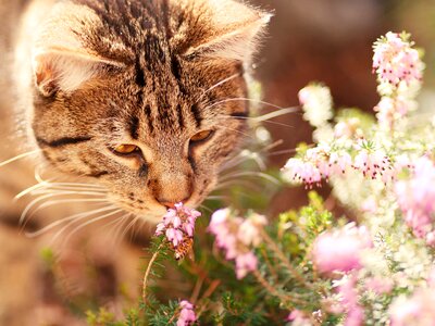 Pet animal portrait in the free