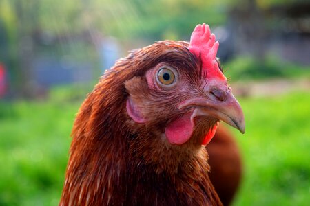 Laying hens hen free running