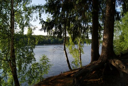 Beach birch trees photo