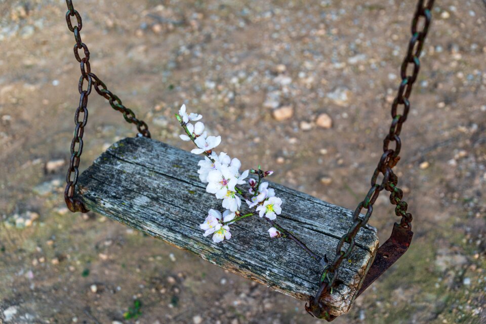 White flower plants spring