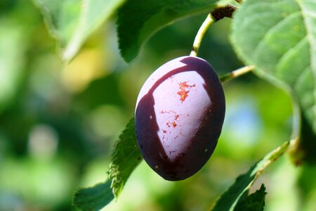 Fruit green shadow on the plum