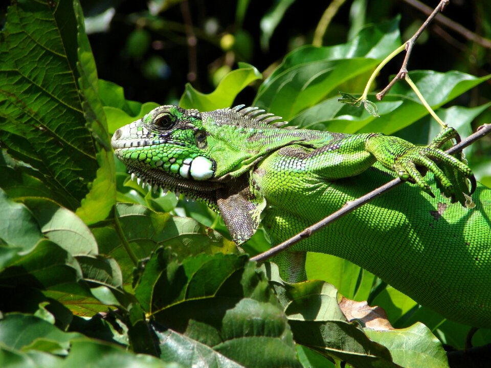 Nature biology animal
