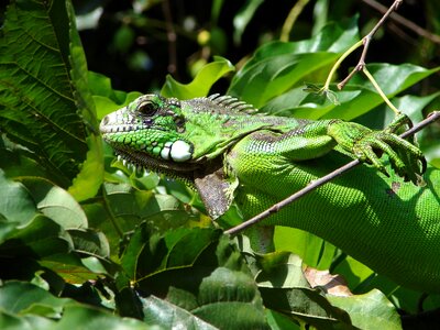Nature biology animal