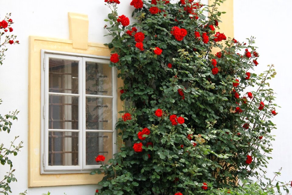 Window view climbing roses