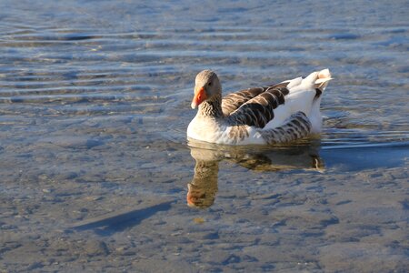 Animal peace nature